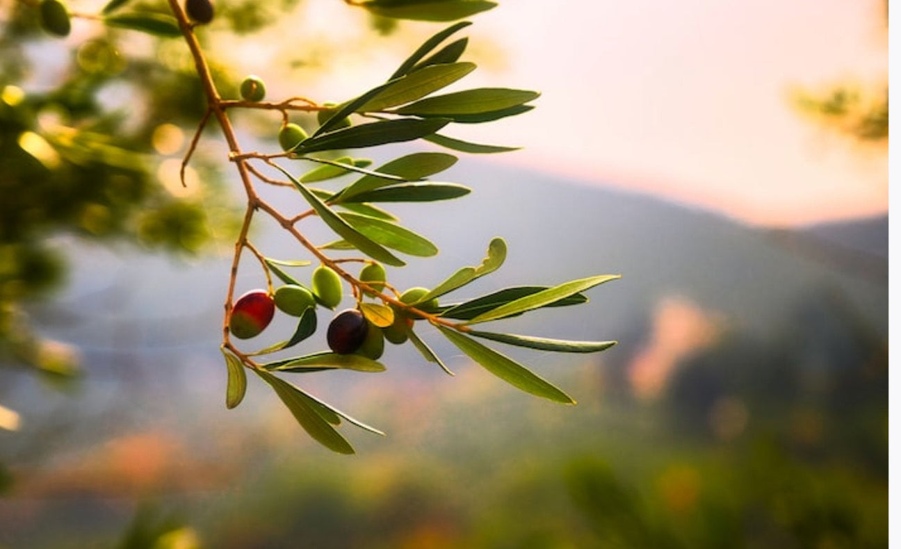 HUILE D'OLIVE EXTRA VIERGE - EXTRA VIRGIN OLIOVE OIL - POUILLES - PUGLIA - ITALIAN PRODUCT - PRODUIT ITALIEN - VINAIGRETTE
