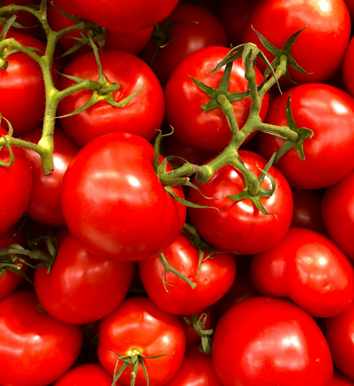 DATTERINI TOMATOES